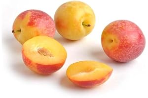 Juicy and Vibrant Fresh Cherries: A Taste of Summer's Sweetness