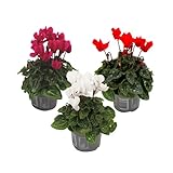 Plant in a Box - Alpenveilchen - 3er Mix - Cyclamen persicum - Höhe 10-20cm - Topf 9cm - Blühende Zimmerpflanze für Herbst & Winter - Pflegeleicht & robust - Pflanze mit farbenfrohen Blüten