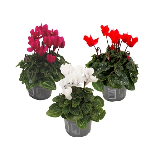 Plant in a Box - Cyclamen de Perse - Mélange de 3 - Cyclamen Persicum - Hauteur 10-20cm - Pot 9cm - Plante fleurie pour l’automne et l’hiver - Facile d’entretien et décorative