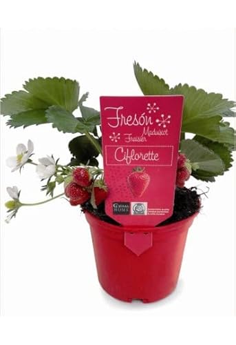 Planta de Fresa NATURAL para Cultivo Propio - Frutal PREMIUM - Fragaria Ananassa