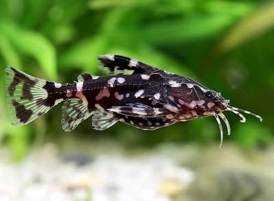 Santboz 2-Pack Spotted Raphael Catfish 1.5–2.0” – Live Freshwater Aquarium Fish – Peaceful and Hardy Bottom Dweller Species – Ideal for Community or Planted Tanks – Beautiful Spotted Pattern