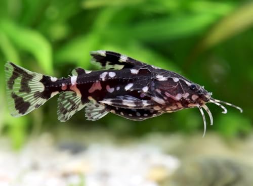 Santboz 2-Pack Spotted Raphael Catfish 1.5–2.0” – Live Freshwater Aquarium Fish – Peaceful and Hardy Bottom Dweller Species – Ideal for Community or Planted Tanks – Beautiful Spotted Pattern