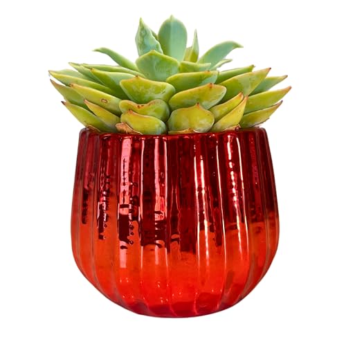Admired by Nature 4" Ceramic Flower Planter Pot Decorative Planter for Indoor Plant Succulent Home Décor, Lightweight, Red