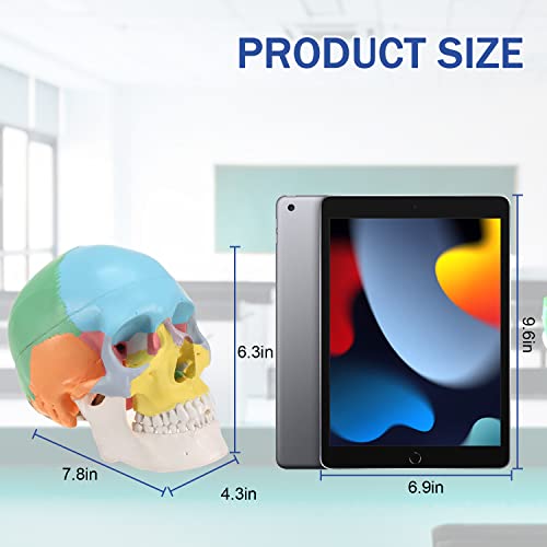 Image of LYOU Human Skull Model for Learning (Colored Skull)