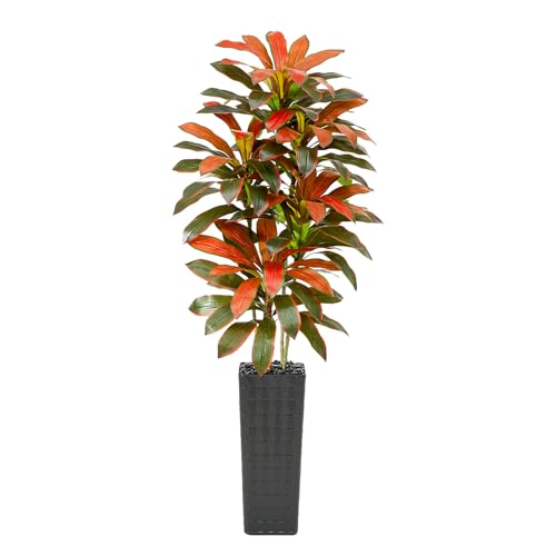 Image of Artificial Red Dracaena Tree Indoor, 7FT Tall Fake Floor Plants with Black Planter & Pebbles, Faux Silk Yucca Tree for Home Office Living Room Bedroom Farmhouse Modern Outdoor Topiary Tree