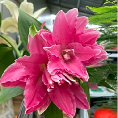 Giglio doppio profumato di alta qualità, bulbo resistente, perenne, profumato per il giardino e la decorazione d'interni-2 Bulbos-J