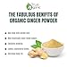 True Organic Ceylon Ginger Powder, 1 Pound Bulk Bag, Certified USDA Organic & Kosher, Non-GMO, Organic Ginger Powder Pure Ceylon Quality,Great for Baking, Cooking & Tea.