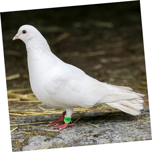 VANZACK 100 Peças Tornozeleira De Pombo Anéis De Perna De Frango Etiquetas De Tornozelo De Aves Nume