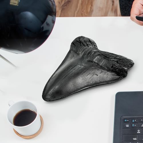 Image of Carcharodon Megalodon Giant Shark Tooth with Serrations,Suitable for Museums, Schools, Home Collections 5.5 inch (Black)