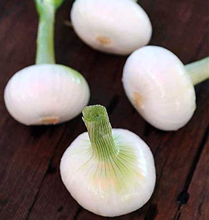 Creative Farmer Vegetable Seeds Onion Seeds For Garden Seeds – Onion White Seeds Seeds For Grow Bag Home Garden Seeds Creative Farmer Vegetable Seeds Onion Seeds For Garden Seeds – Onion White Seeds Seeds For Grow Bag Home Garden Seeds