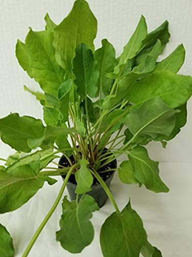 Live Potted Sorrel Plant