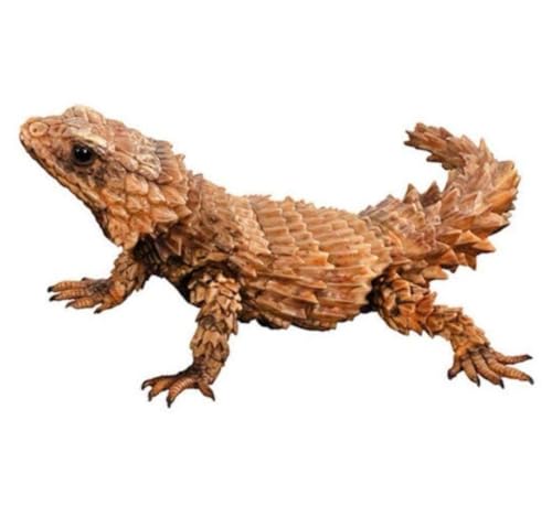 アルマジロトカゲ イ ー いきもの大図鑑アドバンス