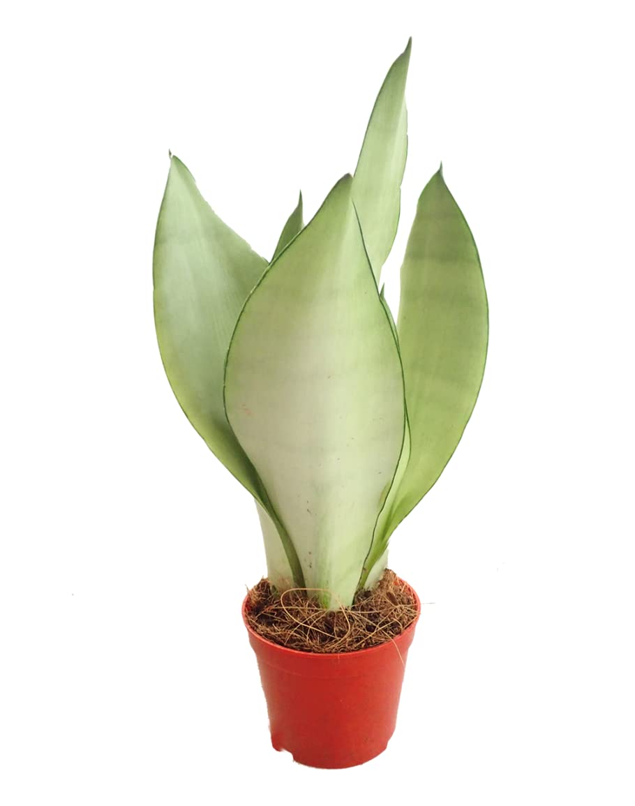 Snake Plant - Sansevieria Moonshine - in 9cm Pot