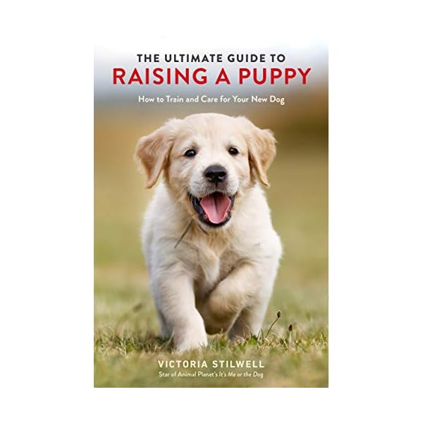 Labrador Handbook: Ultimate Guide to Care, Training & Bonding