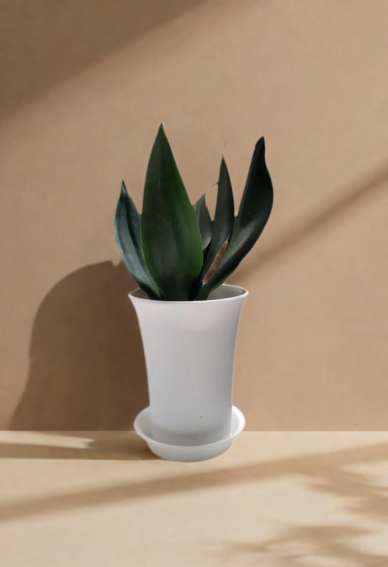 Plant Saucers - Protect Your Floors & Pots -3 Plant Saucers - Protect Your Floors & Pots -3