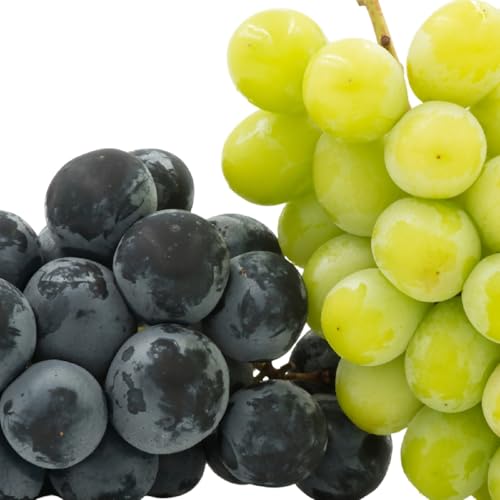 甲州市産旬の葡萄2房入り2色セット 1kg以上[2026年8月下旬〜9月下旬頃、順次お届け予定](MG)B-493