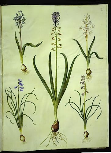 Pintura sobre lienzo abstracta y clásica Scilla Bifolia de Hans Simon Holtzbecker en 60x90cm