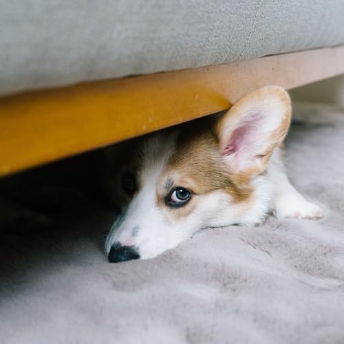 Feux d&rsquo;artifice : comment prot&eacute;ger votre chien et votre chat de la panique du 31 d&eacute;cembre ?