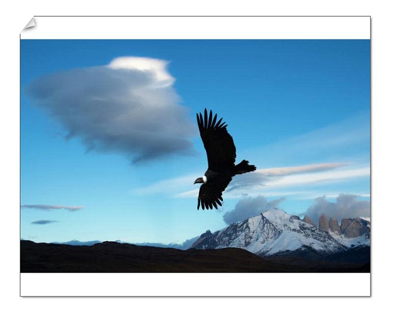 robertharding10x8 Print of Andean condor (Vultur gryphus) flying over Torres del Paine National Park (11305597)