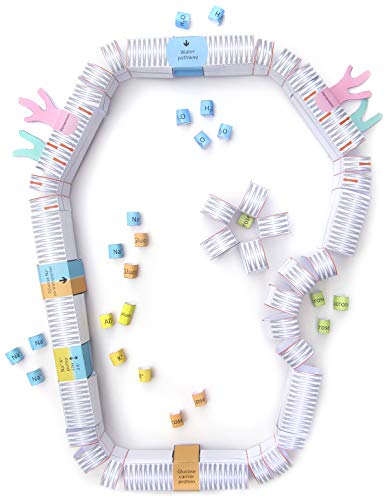 Plantillas Cell Membranas 3-D NewPath Learning para proyectos de biología escolar