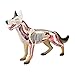 Modèles Chien de Loup Anatomique Biologie Animale L'organe du Squelette Anatomie 29 Détachable Puzzle Assemblage Jouets D'enseignement Médical