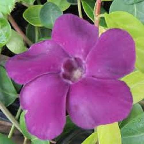 Vinca Atropurpurea Lesser Periwinkle Part or Full Shade Low Growing