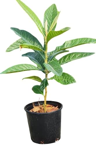 1 Potted Golden Loquat Tree Live Plant Sweet Loquats Plant Yellow Plum Tree White Flowers 1.5-2.5 Ft Gal Pot