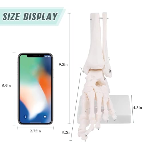 Image of RONTEN Human Foot Skeletal Model, Life-Size Model Showing The Fibula, Tibia, Tarsus, Metatarsal and Phalanges of The Human Left Foot, Simulating Natural Motion