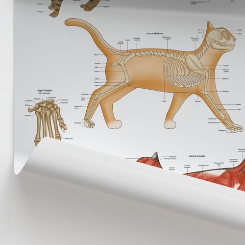 Anatomie du chat planches médicales et illustrations vétérinaires muscles et os - 4