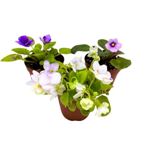 Harmony Foliage Harmony's African Violet Assortment, 2 inch Set of