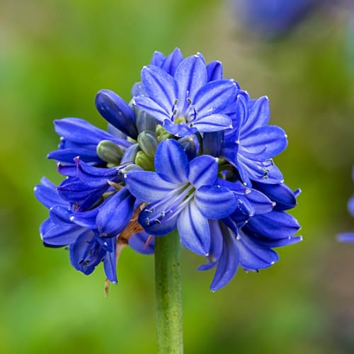 Blue Lily of the Nile dormant plants image