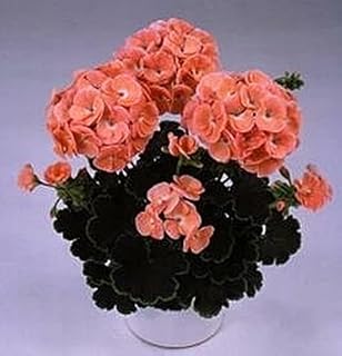 Geranium Zonal Black Velvet Series Salmon Seeds Pase