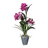  Artificielles.com - Orchidea Dendrobium fittizio 3 hampes vaso in ceramica H70cmD40cm fucsia - colore: Rosa fucsia 730