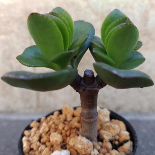 花月 カネノナルキ 抜き苗 多肉植物 クラッスラ - ノーブランド品 - 商品画像