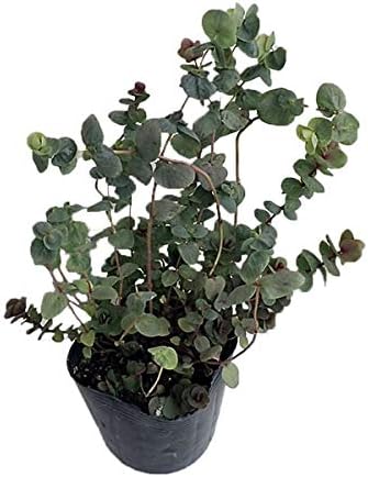 花オレガノ ロタンディフォリウム3号ポット 3株セット バースデー 記念日 ギフト 贈物 お勧め 通販 ライムグリーンのホウがきれい 開花期間が長い