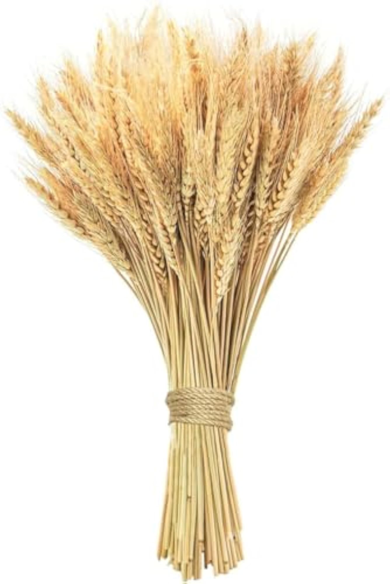 Natural Dried Wheat Stalks Bundle, Rustic Home Decor