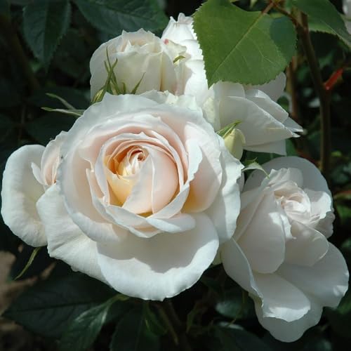 Peter Beales Roses Champagne Moment Floribunda Rose, Creamy White with Apricot, 60cm x 60cm, Award Winning, Repeat Flowering