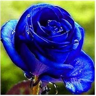 Azul profundo: 24 colores Semillas de rosas 100 semillas/paquete Four Seasons Sembrando las semillas de flores perennes, semillas de flores de rosa fáciles de plantar