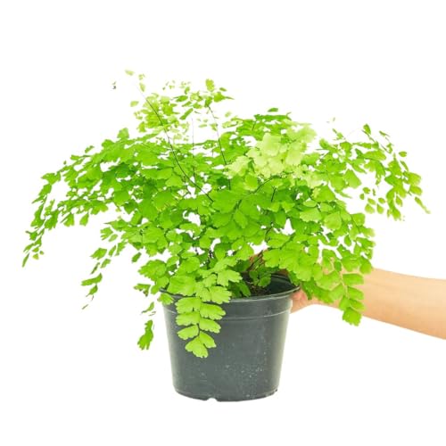 Rooted Maidenhair Fern, Adiantum aethiopicum, Live, Live Indoor, Easy to Grow, Easy to Care, Outdoor Garden and Low Maintenance Houseplant (6")