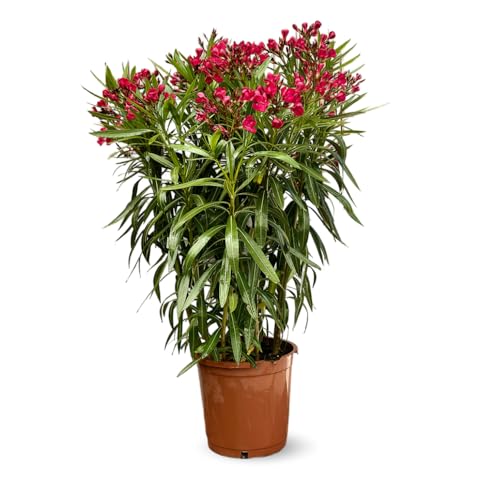 Oleander - Nerium oleander - 110-120cm - 24cm - Außenpflanze - rote Blume