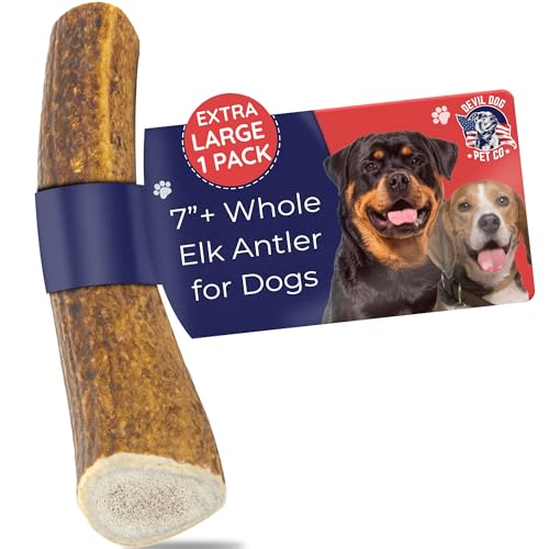 Devil Dog Pet Co. Elk Antlers for Dogs Natural Dog Chew for Aggressive Chewers - Long Lasting and Odor Free - USA Sourced - Cleaner Teeth Anxiety & Boredom Relief - Whole XL 7+ - Antler Bone