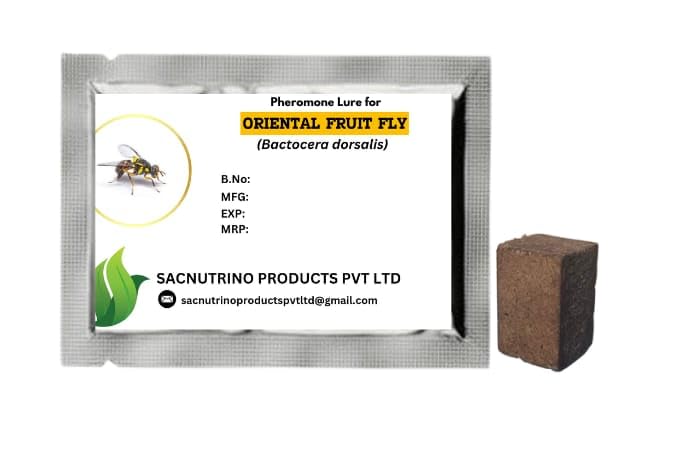 Oriental Fruit Fly Pheromone Lure, Bactrocera Dorsalis lure, Pack of 5