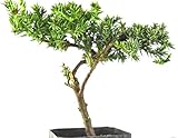 Packung enthält 1 Satz Samen FERRY Bio-Saatgut Nicht nur Pflanzen: 10 Stück: Juniper Nana Pre Bonsai 5-8 100 Seeds Tl 7-12 Monate Alten 2 100 Seeds x2 100 Samen 100 Samen