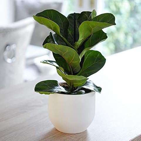 Thompson and Morgan Ficus lyrata Compacta Plant Cover