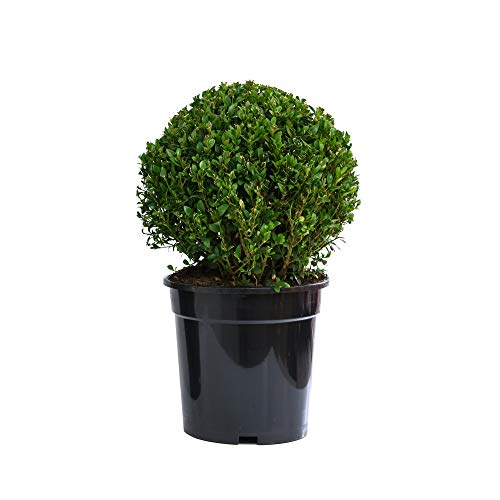 Box Ball Plant Buxus Potted Evergreen Shrub Topiary for Outdoors, Hedging & Patio Containers, 1x Buxus semperviren Ball Plants in 23cm Pots by Thompson & Morgan (1)
