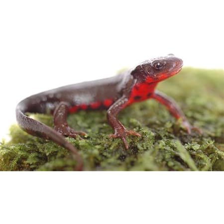 Amazon アカハライモリ 1匹 オリジナル 観賞魚 水中生物 通販