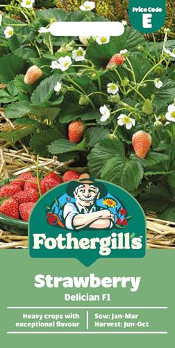 Fothergills Strawberry Delician F1 Vegetable Seeds 10 Seeds Sow: Jan-Mar Red