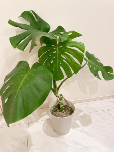 観葉植物 モンステラ 幹上がり」の人気商品一覧・価格比較 - 価格.com