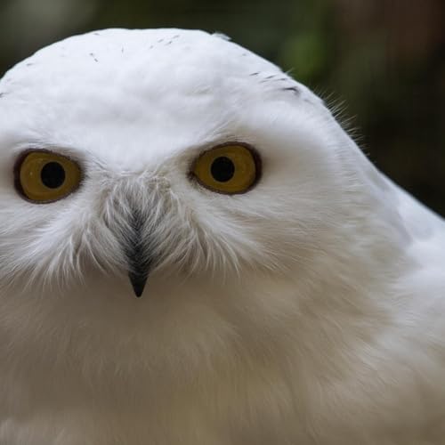 Br&egrave;ve : L'Anglais tueur de hibou