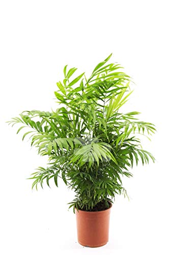 Bergpalme ca. 60 cm – Chamaedorea Elegans Zimmerpflanze für Innenräume, Luftreinigend, Pflegeleicht, Ideal für Wohnzimmer & Büros